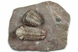Colorful Austerops Trilobite Fossil - Jorf, Morocco #328589-1